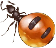Honey Ant