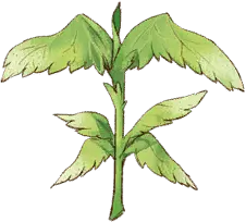 Wing Plant