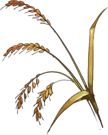 Mechen Wheat