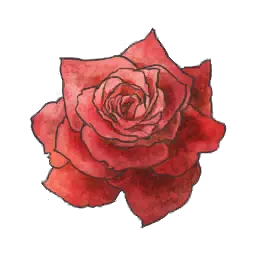 德爾福玫瑰