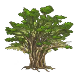 金比奧茲樹