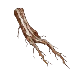 Dried Root