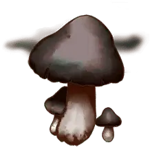 Crispy Mushroom
