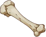 커다란 뼈
