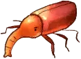 赤甲虫
