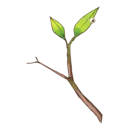 Sapling Branch