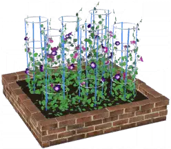 アサガオの花壇