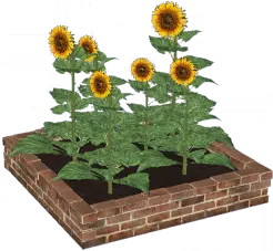 Sunflower Bed