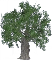 Talisman Tree