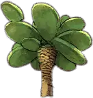 Cactus Palm