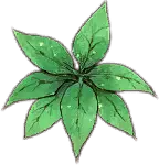 Evergreen Leaf