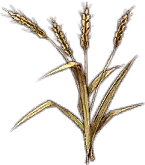 Shelbani Wheat