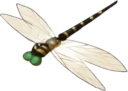 Leiden Dragonfly