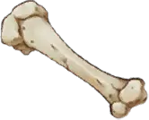 Forgotten Bone