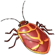 Fragrant Bug