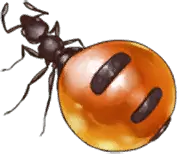 Honeypot Ant