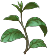 Sage Herb